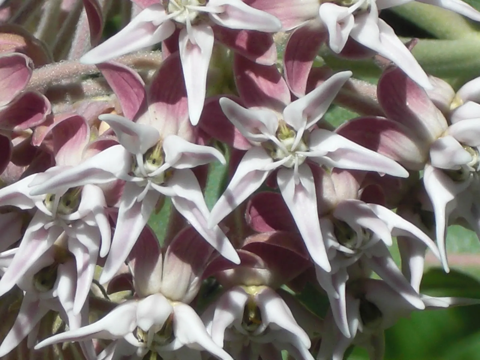 Showy Milkweed (Asclepias Speciosa) — Plant in well-draining soil; cautionary note: sap may irritate skin; essential for pollinators, especially, image 117