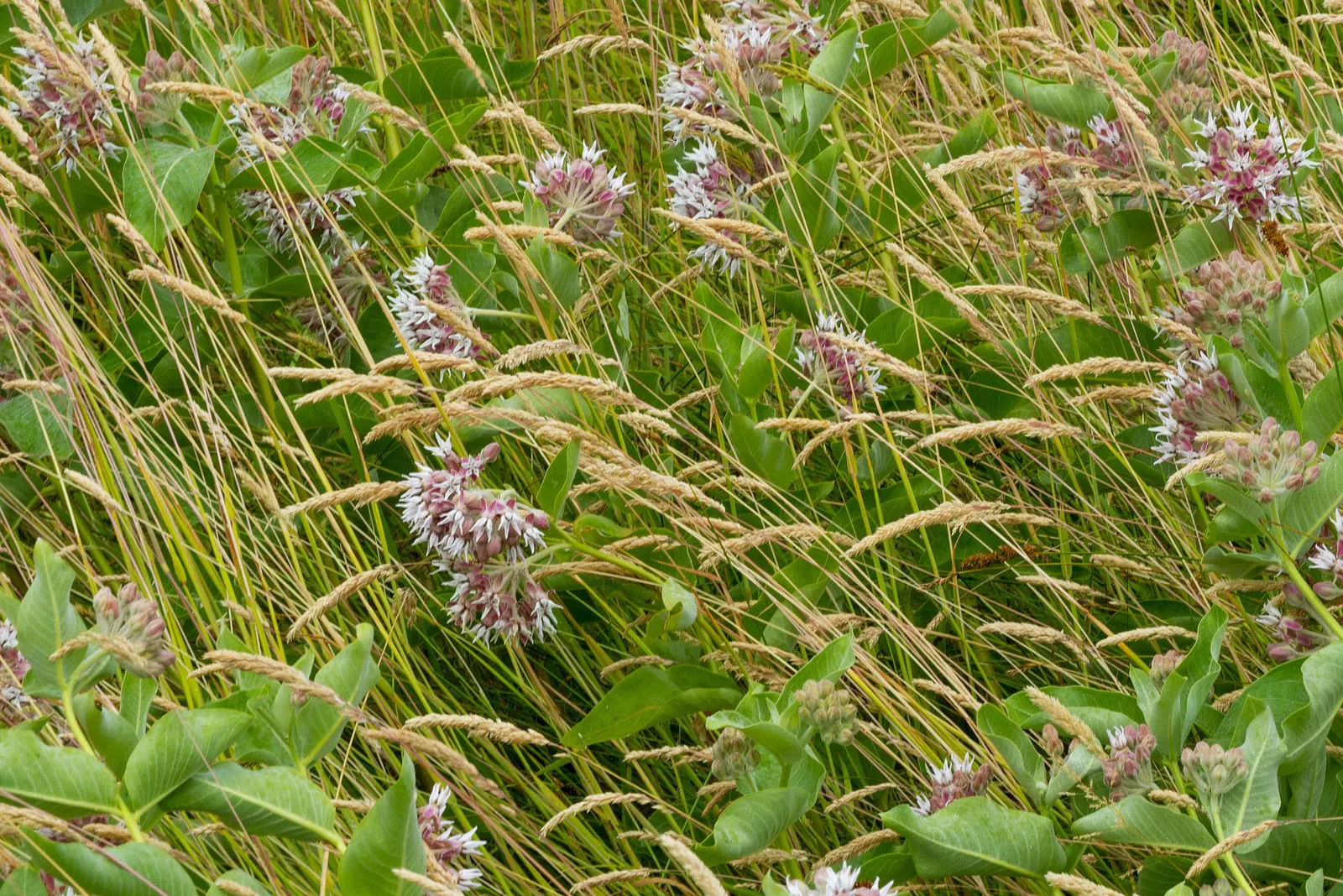 Showy Milkweed (Asclepias Speciosa) — It's drought-tolerant, making it suitable for xeriscaping; it is drought-tolerant once established, image 59