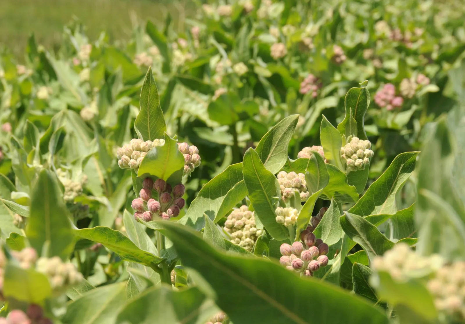 Showy Milkweed (Asclepias Speciosa) — which measure about 3 to 5 inches across; essential for pollinators, especially monarch butterflies, it's an