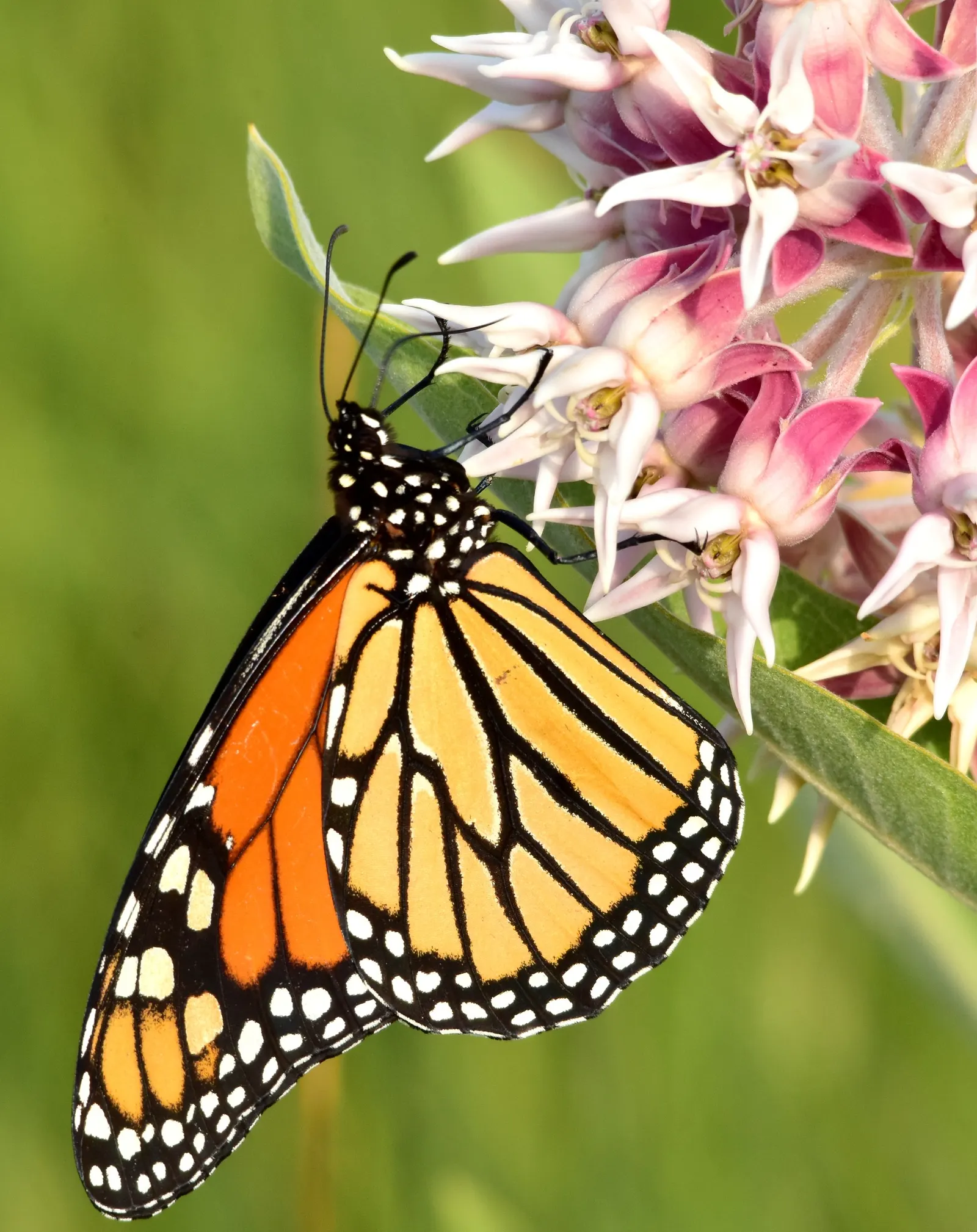 Showy Milkweed (Asclepias Speciosa) — It's drought-tolerant, making it suitable for xeriscaping; it is drought-tolerant once established, image 115