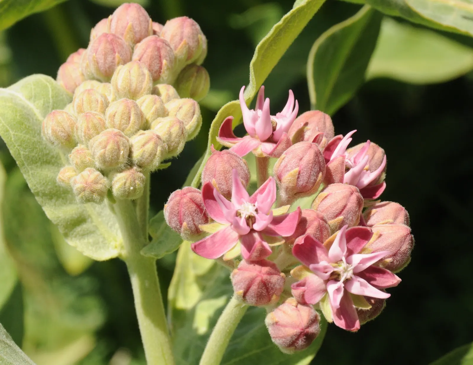 Showy Milkweed (Asclepias Speciosa) — perennial for full; enhancing the aesthetic and wildlife value of your client's garden, image 84