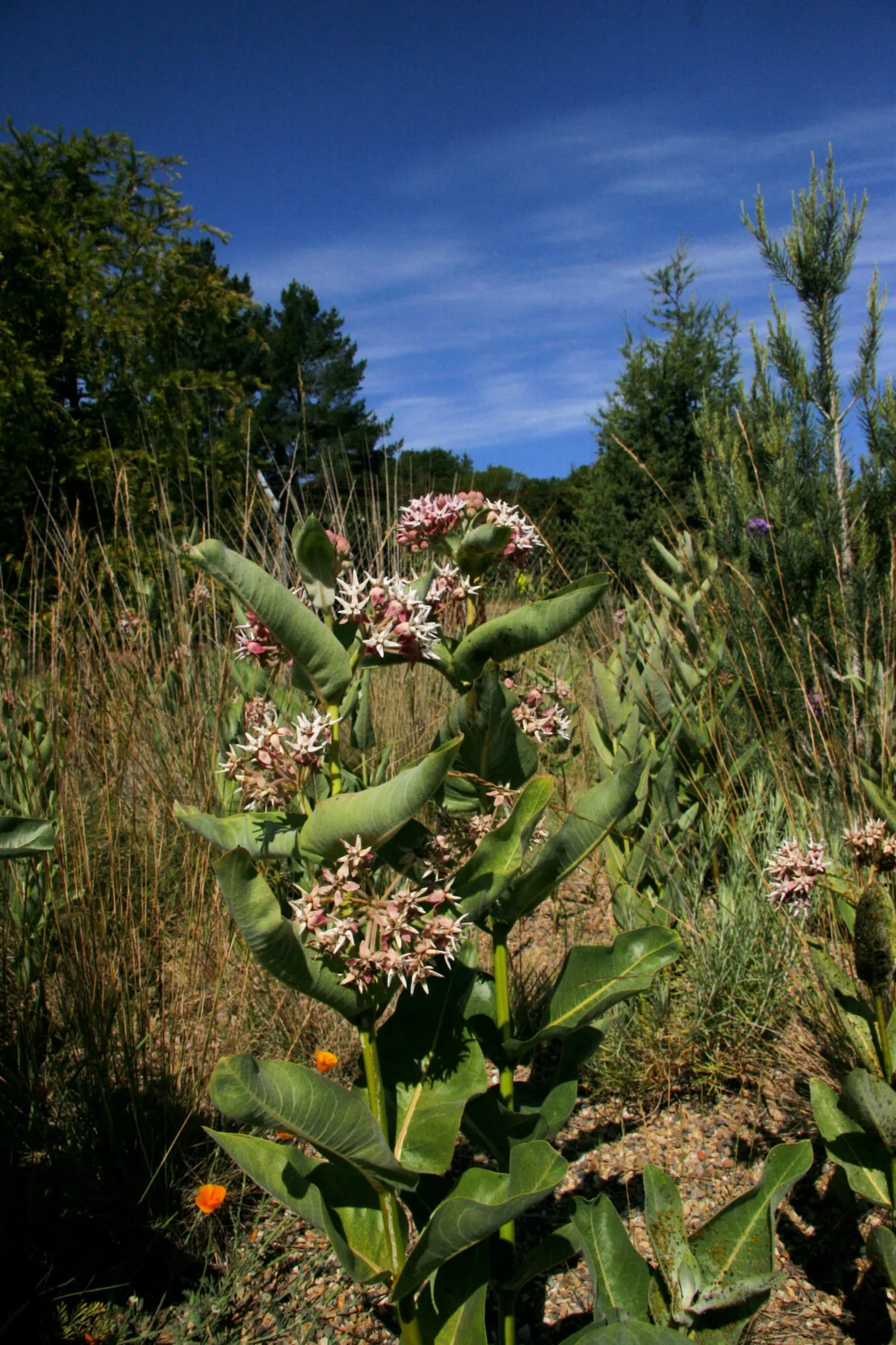 Showy Milkweed (Asclepias Speciosa) — this plant is renowned for its role as a vital host for Monarch butterflies; essential for pollinators, especially