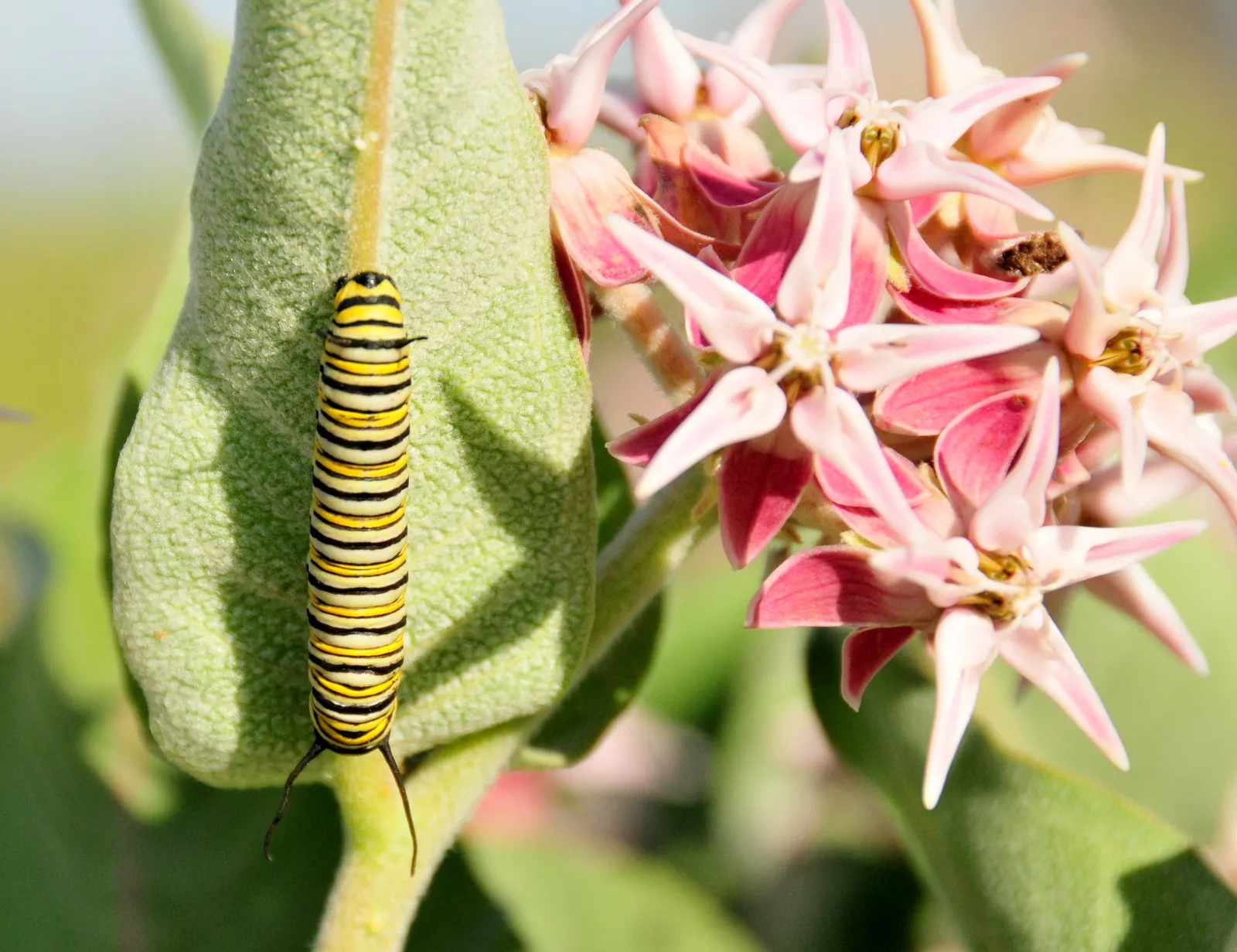 Showy Milkweed (Asclepias Speciosa) — Plant in well-draining soil; cautionary note: sap may irritate skin; essential for pollinators, especially, image 89