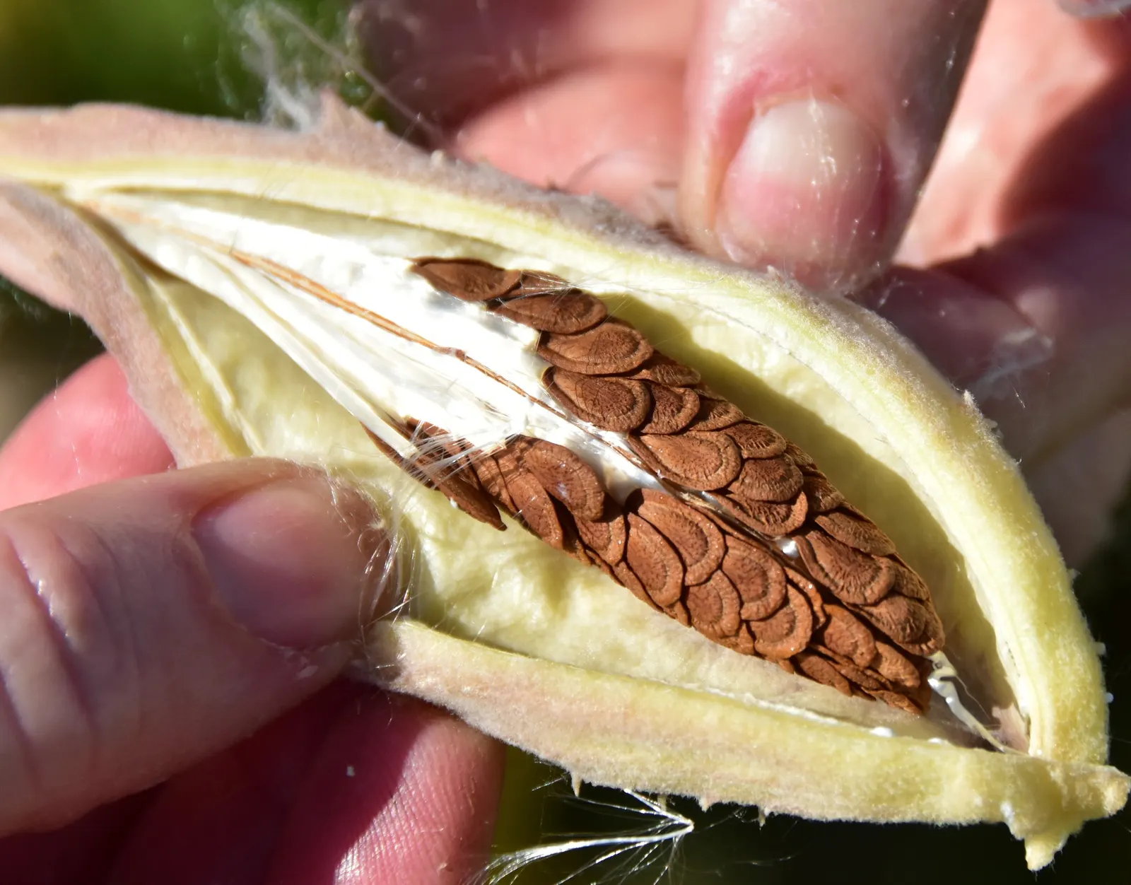 Showy Milkweed (Asclepias Speciosa) — this plant is renowned for its role as a vital host for Monarch butterflies; essential for pollinators, image 93