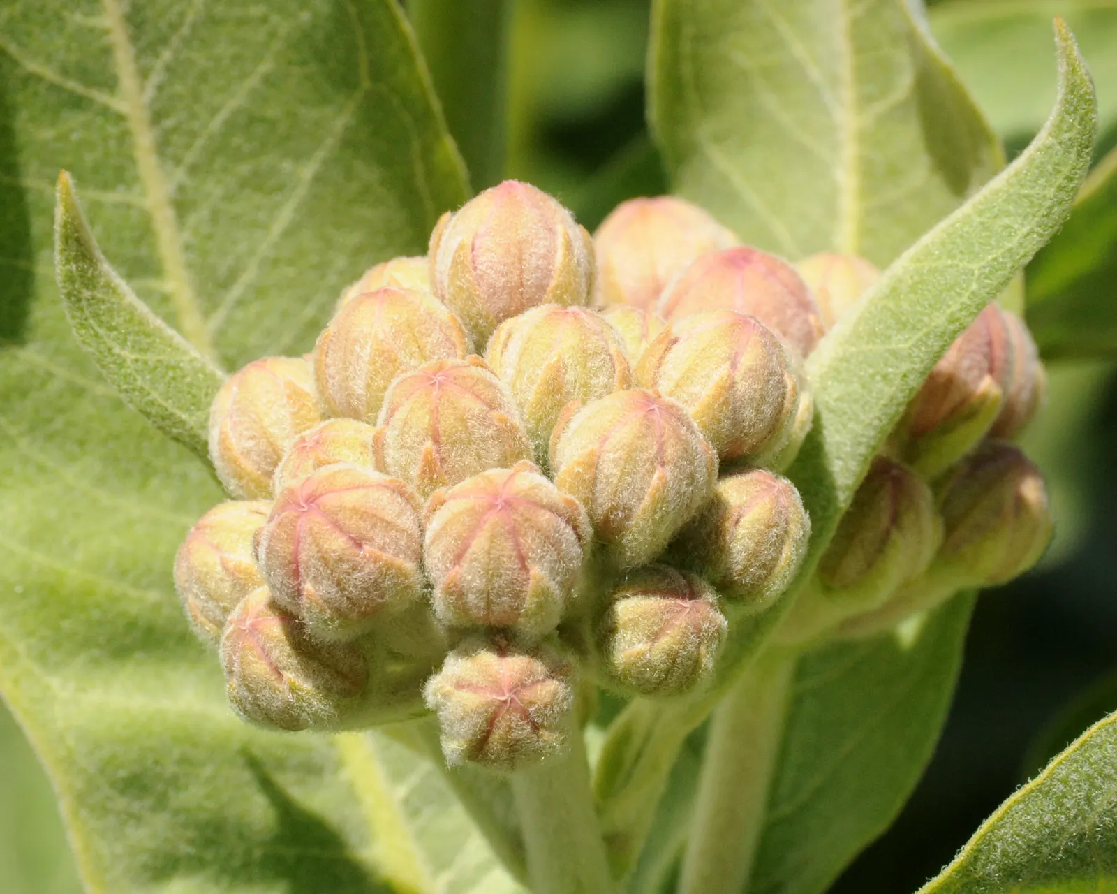 Showy Milkweed (Asclepias Speciosa) — consider massing the Showy Milkweed in sunny borders or wildflower meadows; large leaves.<br><br>Reaching, image 78