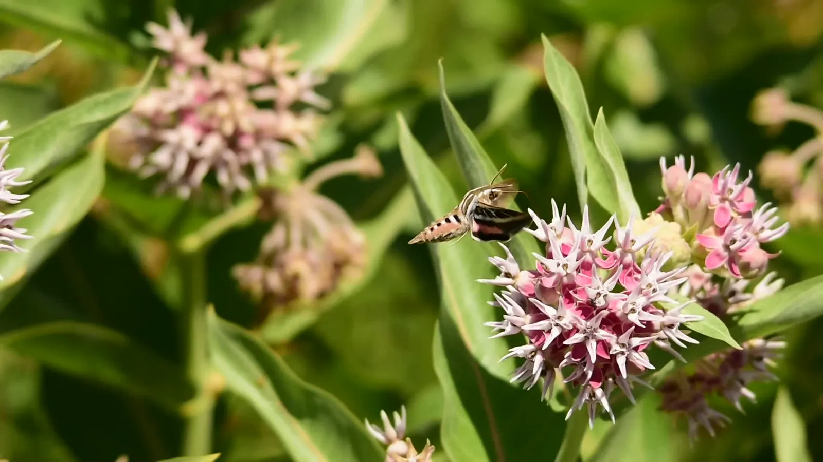 Showy Milkweed (Asclepias Speciosa) — Essential for pollinators, especially monarch butterflies, it's an eco-conscious choice