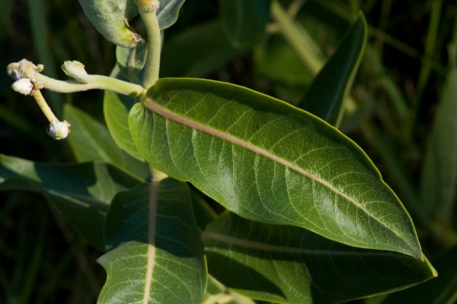 Showy Milkweed (Asclepias Speciosa) — A member of the Apocynaceae family; enhancing the aesthetic and wildlife value of your client's garden, image 64