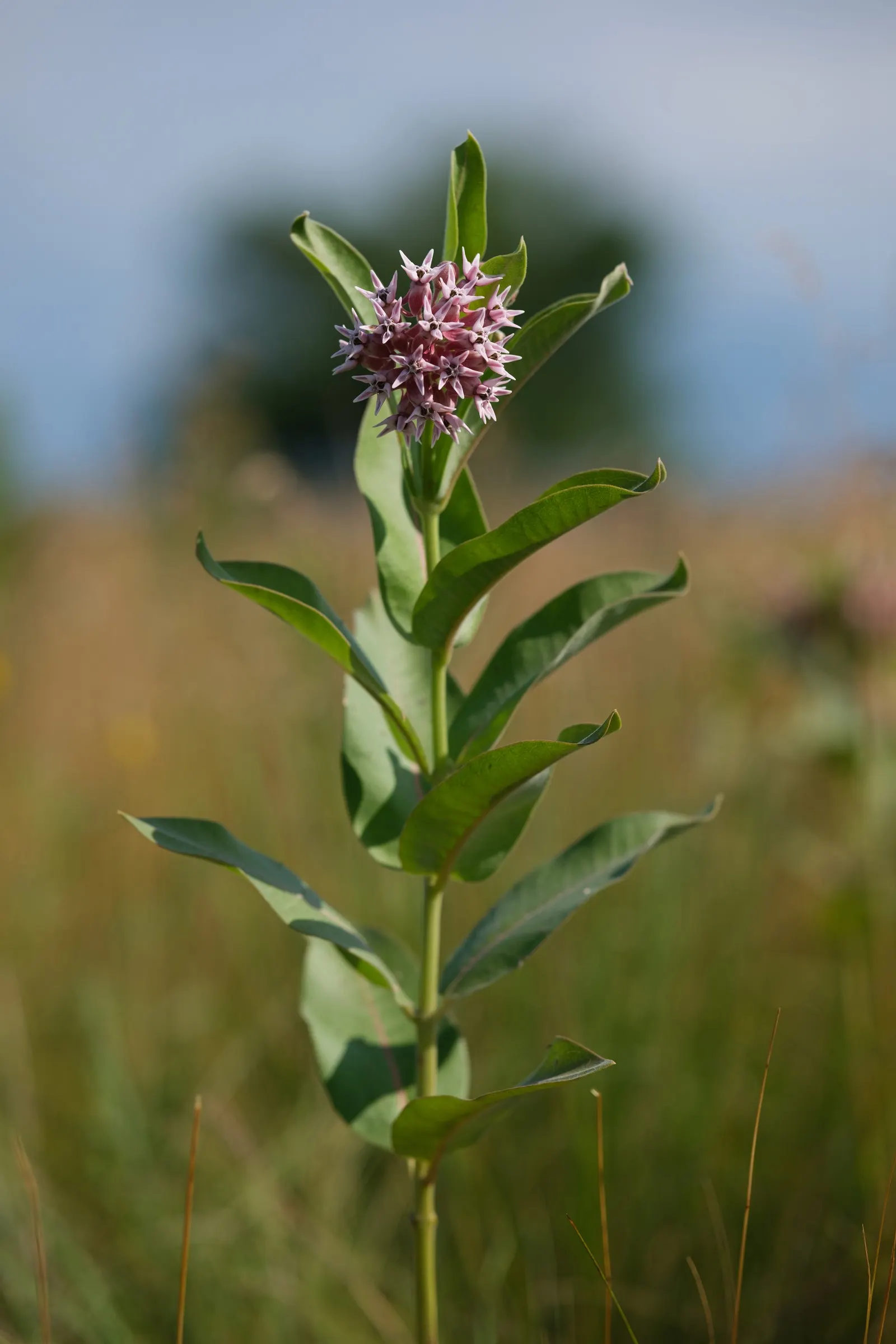 Showy Milkweed (Asclepias Speciosa) — Ideal to naturalize in wildflower meadows or borders; large leaves.<br><br>Reaching heights of about 2 to 4, image 118