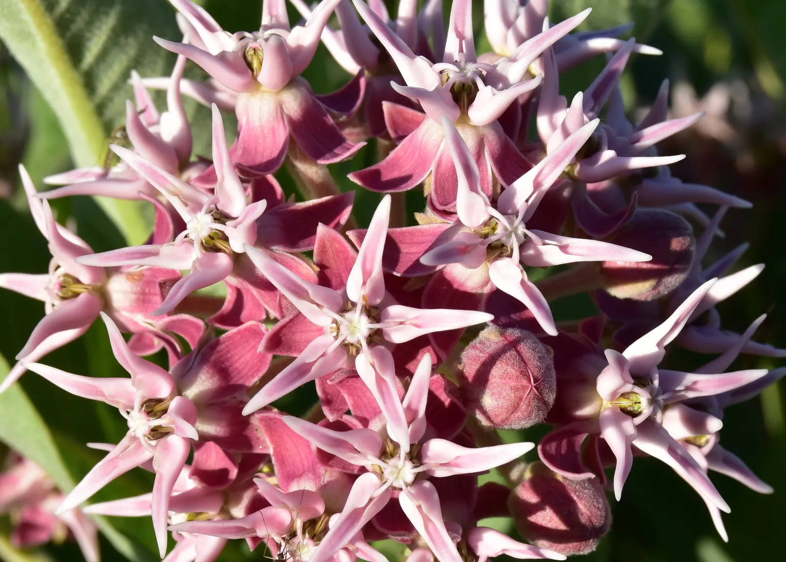 Showy Milkweed (Asclepias Speciosa) — this plant is renowned for its role as a vital host for Monarch butterflies; essential for pollinators, image 65