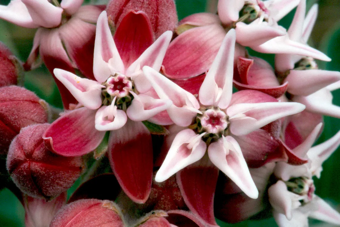 Showy Milkweed (Asclepias Speciosa) — It is drought-tolerant once established; large leaves.<br><br>Reaching heights of about 2 to 4 feet with a, image 74