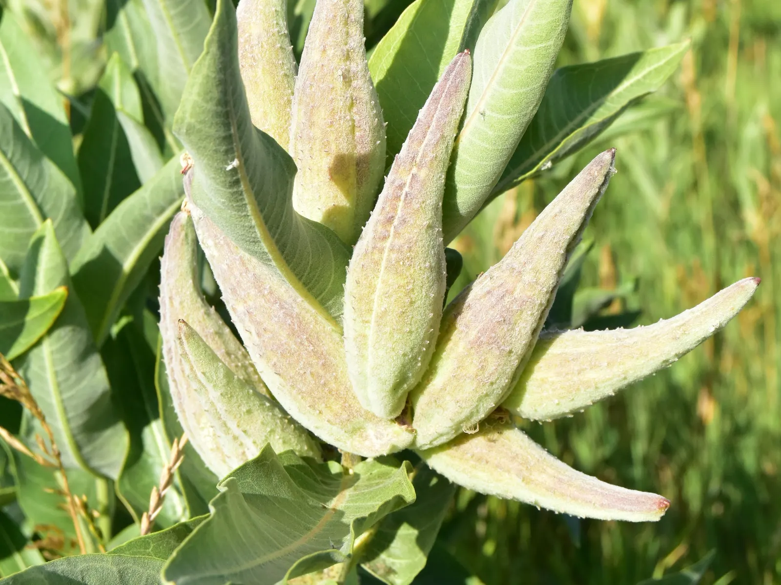 Showy Milkweed (Asclepias Speciosa) — perennial with pink and white blooms; it is drought-tolerant once established, image 111