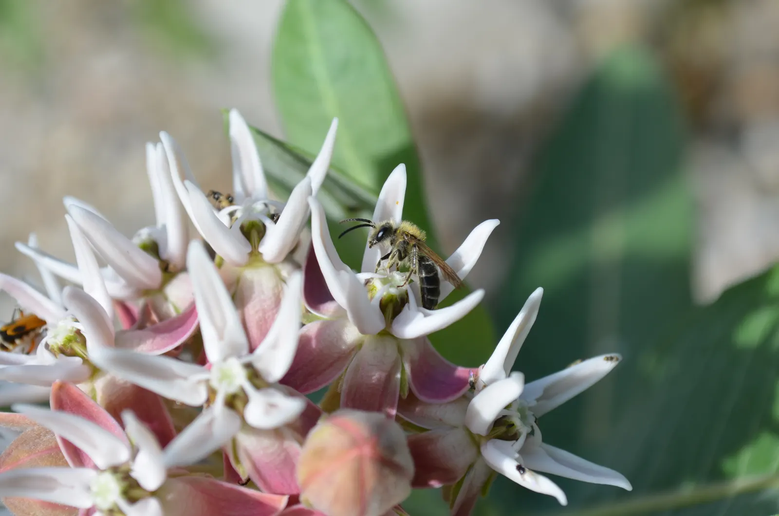Showy Milkweed (Asclepias Speciosa) — adding to the biodiversity of the garden ecosystem.<br><br>In your landscape design; essential for pollinators