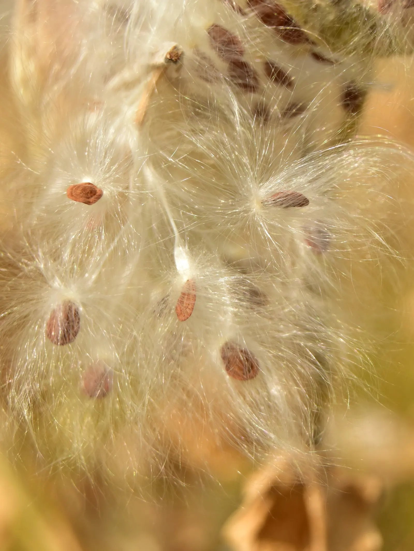 Showy Milkweed (Asclepias Speciosa) — enhancing the aesthetic and wildlife value of your client's garden; essential for pollinators, especially, image 81