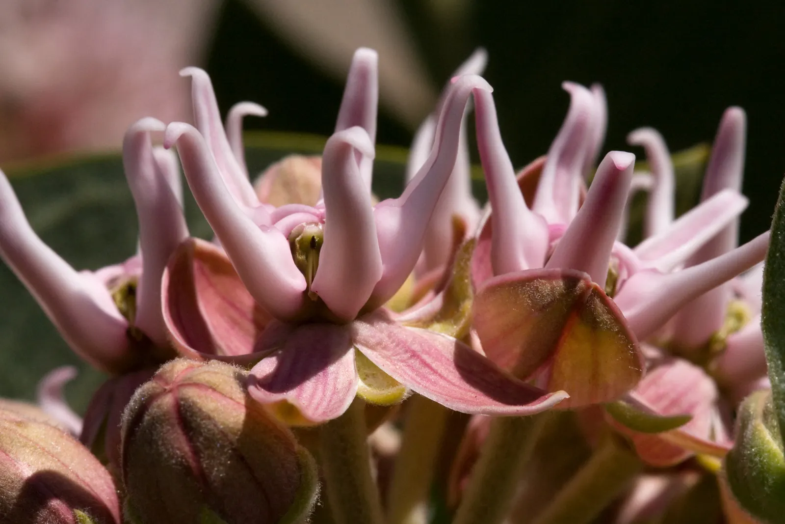 Showy Milkweed (Asclepias Speciosa) — large leaves.<br><br>Reaching heights of about 2 to 4 feet with a similar spread