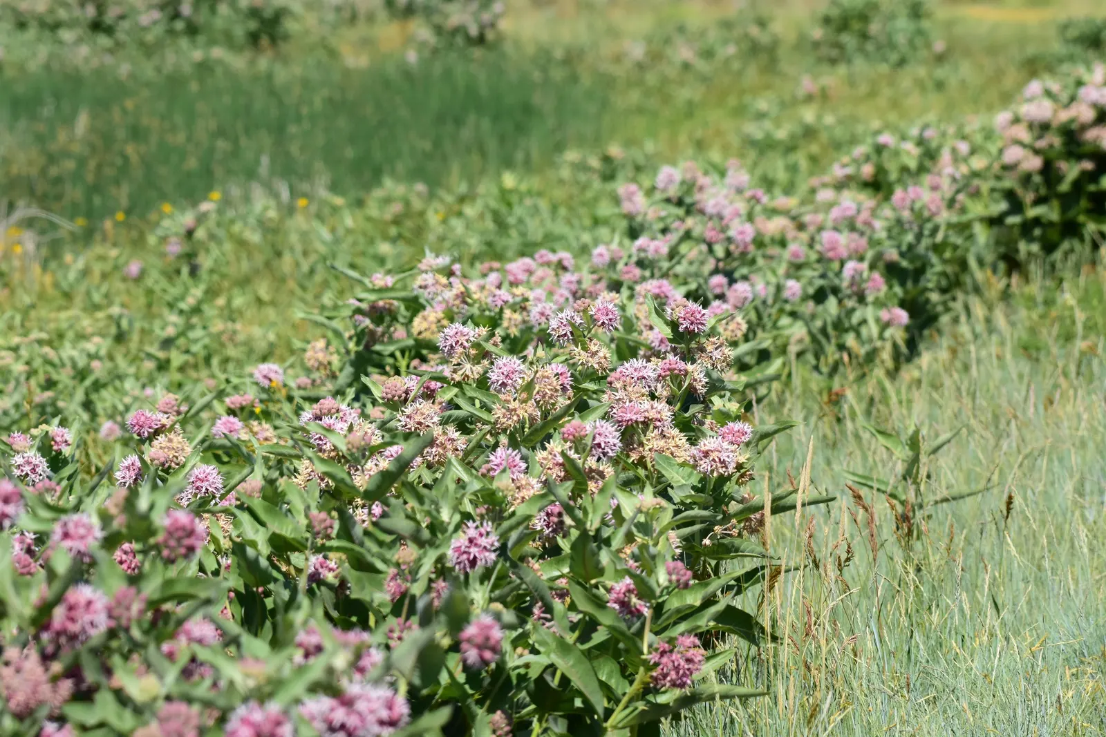 Showy Milkweed (Asclepias Speciosa) — enhancing the aesthetic and wildlife value of your client's garden; essential for pollinators, especially, image 109