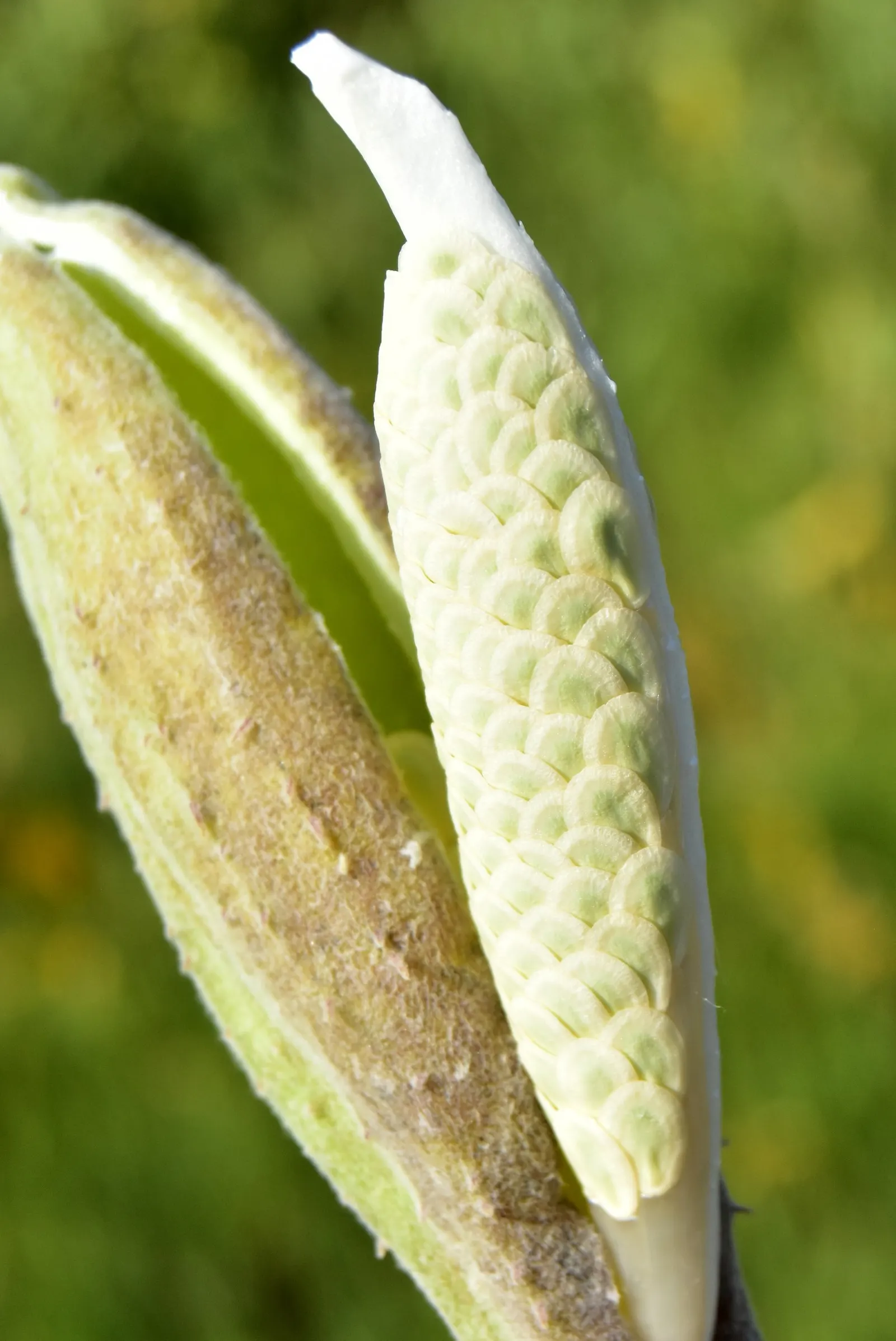 Showy Milkweed (Asclepias Speciosa) — Ensure to provide ample space for it to spread and naturalize; enhancing the aesthetic and wildlife value of, image 108