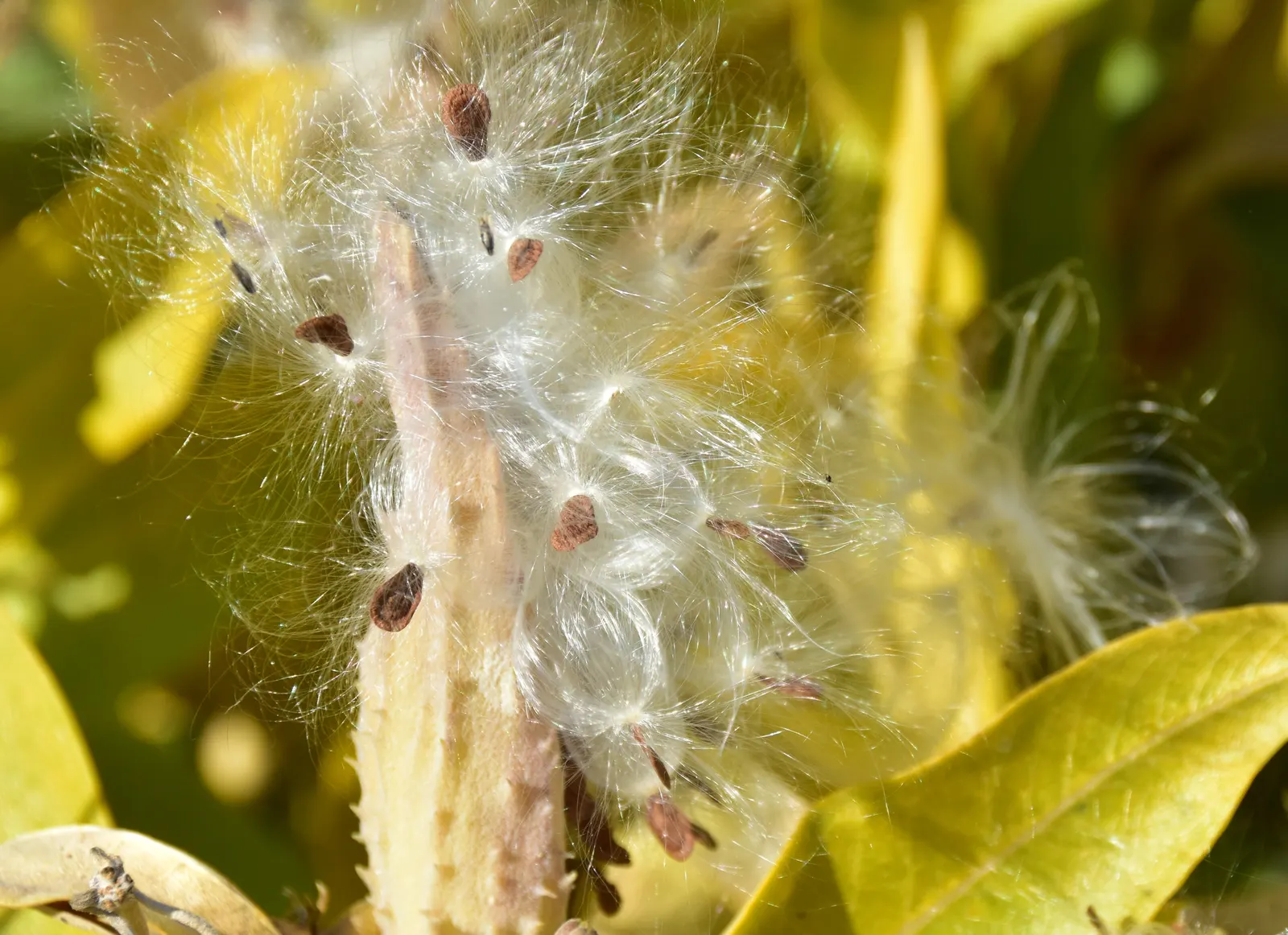 Showy Milkweed (Asclepias Speciosa) — Ensure to provide ample space for it to spread and naturalize