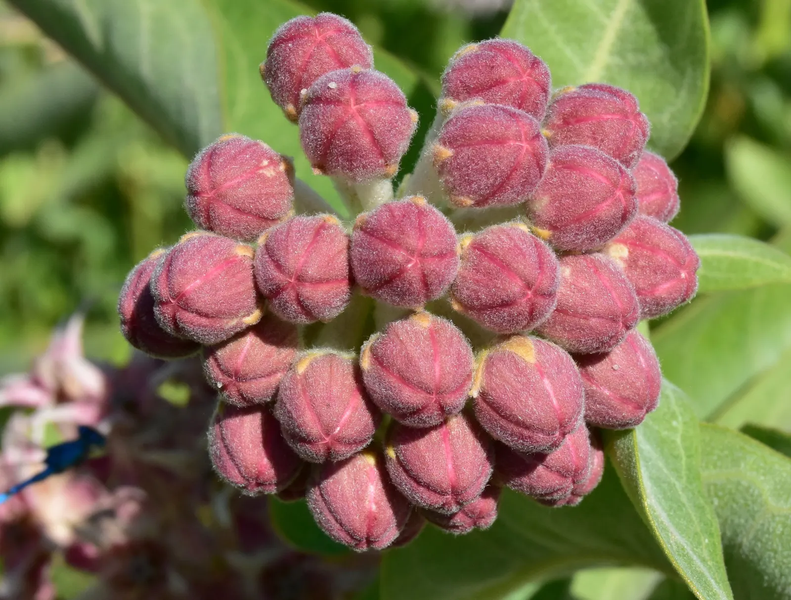Showy Milkweed (Asclepias Speciosa) — Essential for pollinators, especially monarch butterflies, it's an eco-conscious choice; enhancing the, image 116