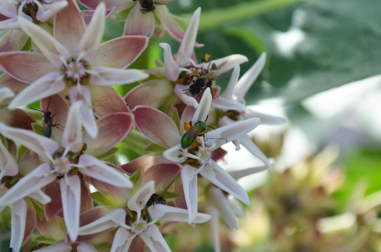 Showy Milkweed (Asclepias Speciosa) — the plant's nectar-rich flowers attract a wide array of beneficial pollinators