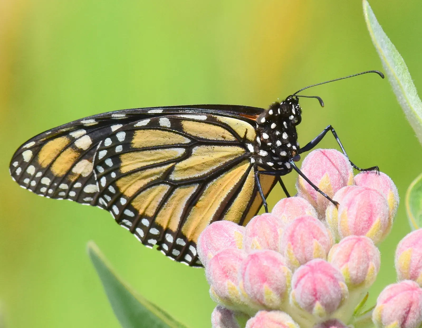 Showy Milkweed (Asclepias Speciosa) — perennial with pink and white blooms; it is drought-tolerant once established, image 83