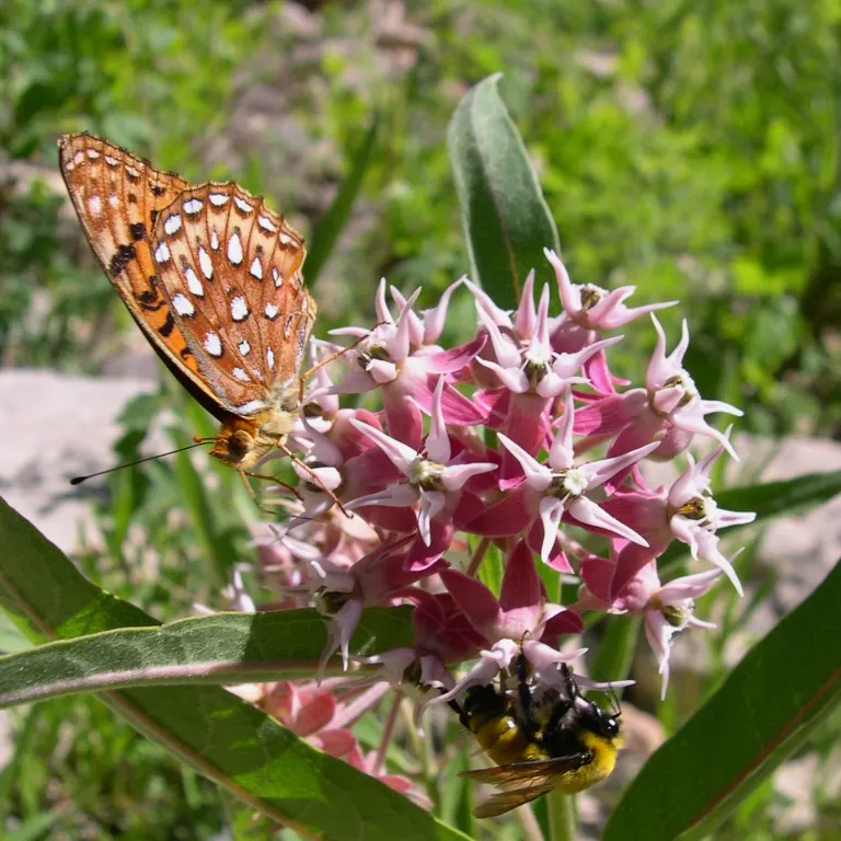 Showy Milkweed (Asclepias Speciosa) — Essential for pollinators, especially monarch butterflies, it's an eco-conscious choice; enhancing the, image 88