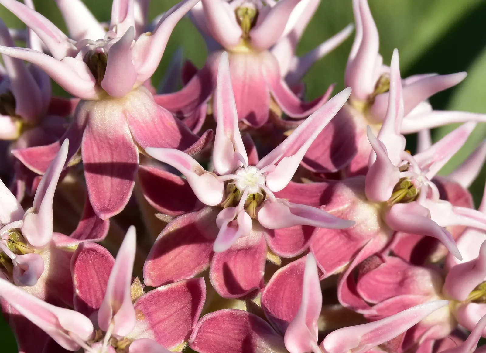 Showy Milkweed (Asclepias Speciosa) — Plant in well-draining soil; cautionary note: sap may irritate skin; essential for pollinators, especially, image 61