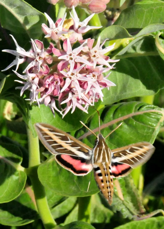 Showy Milkweed (Asclepias Speciosa) — large leaves.<br><br>Reaching heights of about 2 to 4 feet with a similar spread; it is drought-tolerant once established