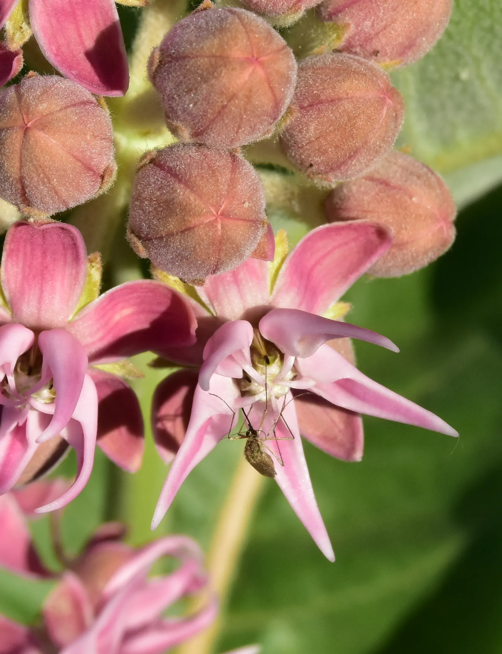 Showy Milkweed (Asclepias Speciosa) — large leaves.<br><br>Reaching heights of about 2 to 4 feet with a similar spread; it is drought-tolerant once, image 95