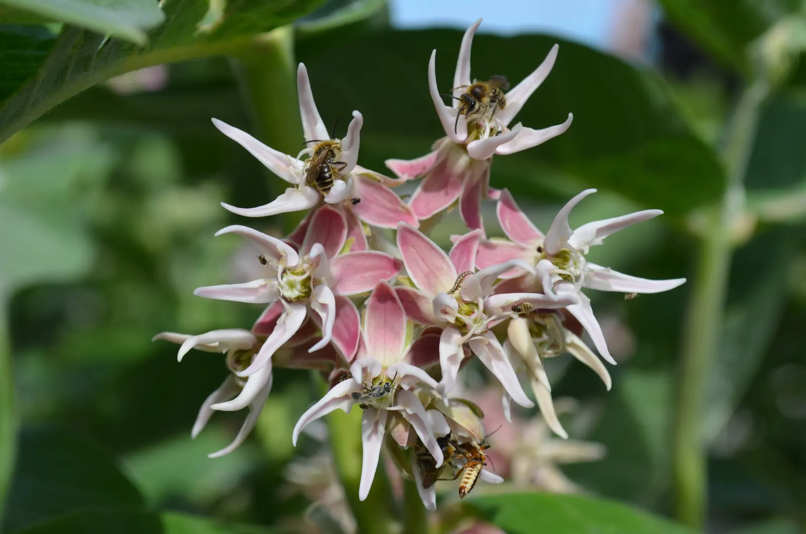 Showy Milkweed (Asclepias Speciosa) — enhancing the aesthetic and wildlife value of your client's garden