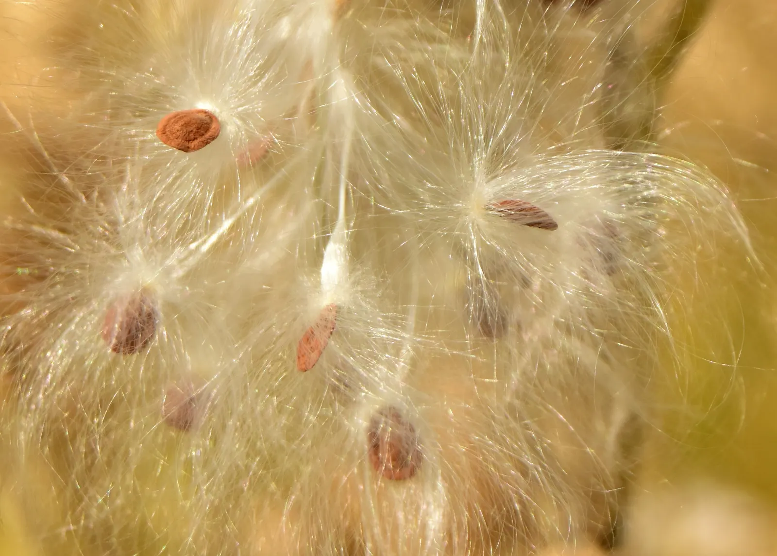 Showy Milkweed (Asclepias Speciosa) — Ideal to naturalize in wildflower meadows or borders; large leaves.<br><br>Reaching heights of about 2 to 4, image 62