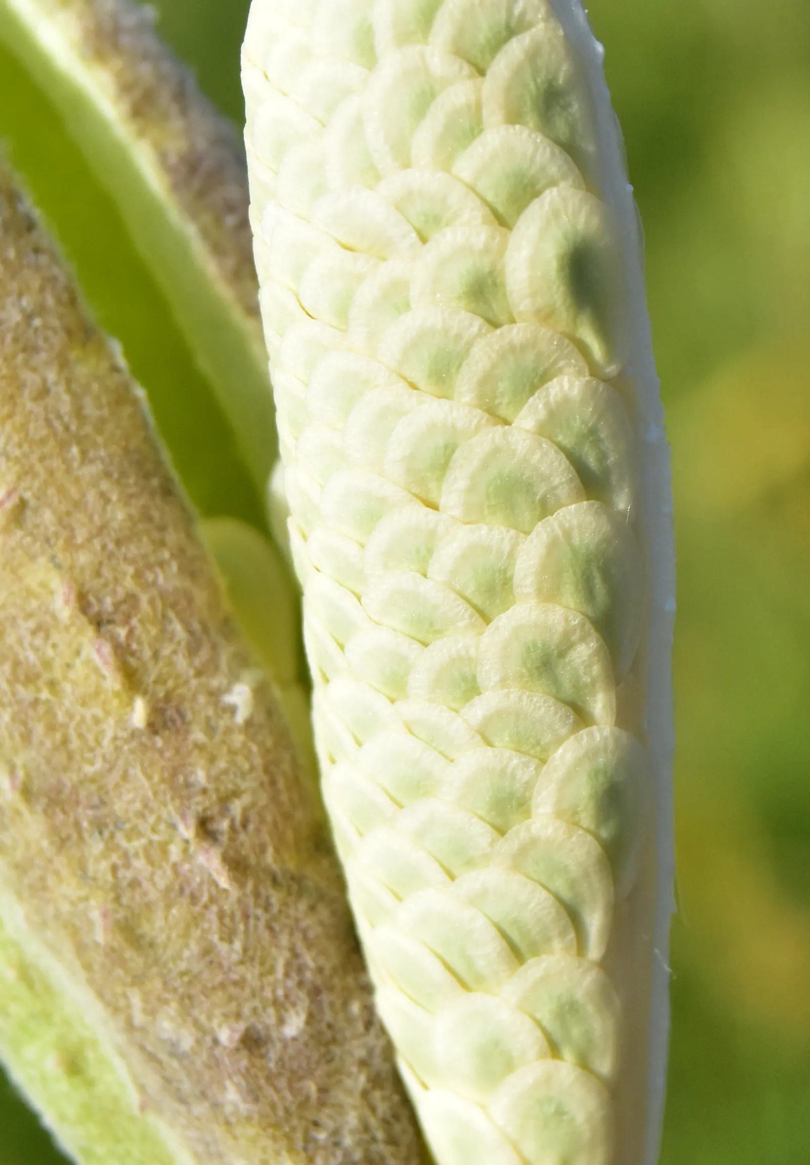 Showy Milkweed (Asclepias Speciosa) — the Showy Milkweed is characterized by its stout