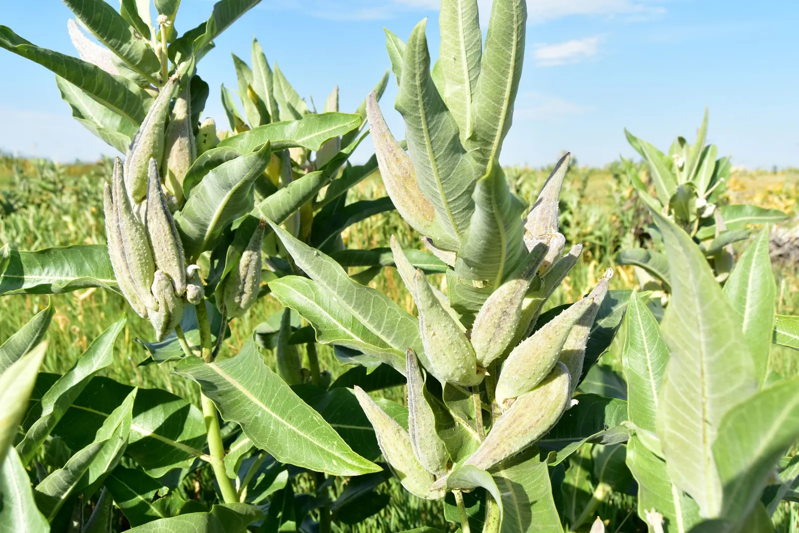 Showy Milkweed (Asclepias Speciosa) — It is drought-tolerant once established; large leaves.<br><br>Reaching heights of about 2 to 4 feet with a, image 102