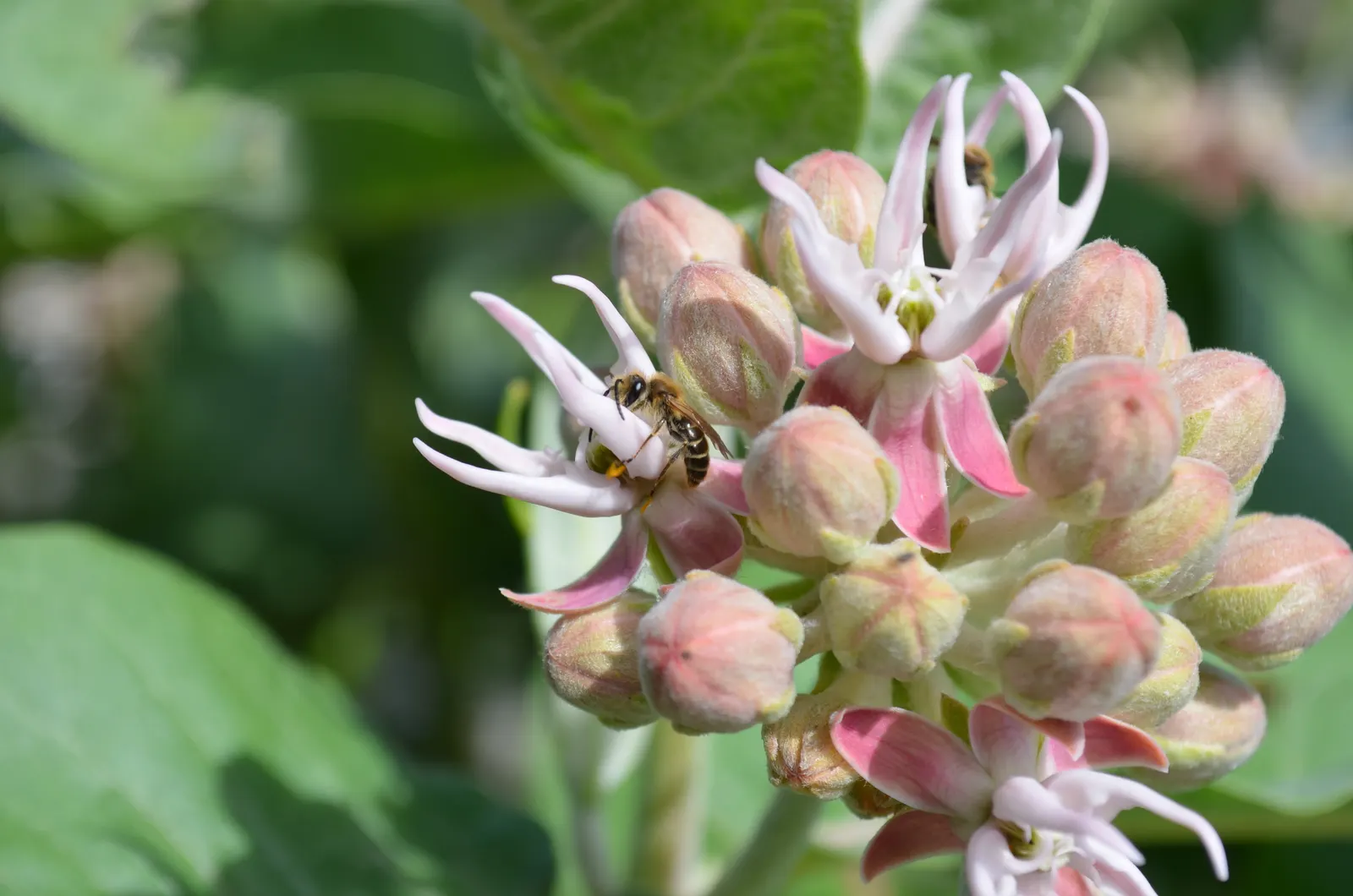 Showy Milkweed (Asclepias Speciosa) — Essential for pollinators, especially monarch butterflies, it's an eco-conscious choice; enhancing the aesthetic and
