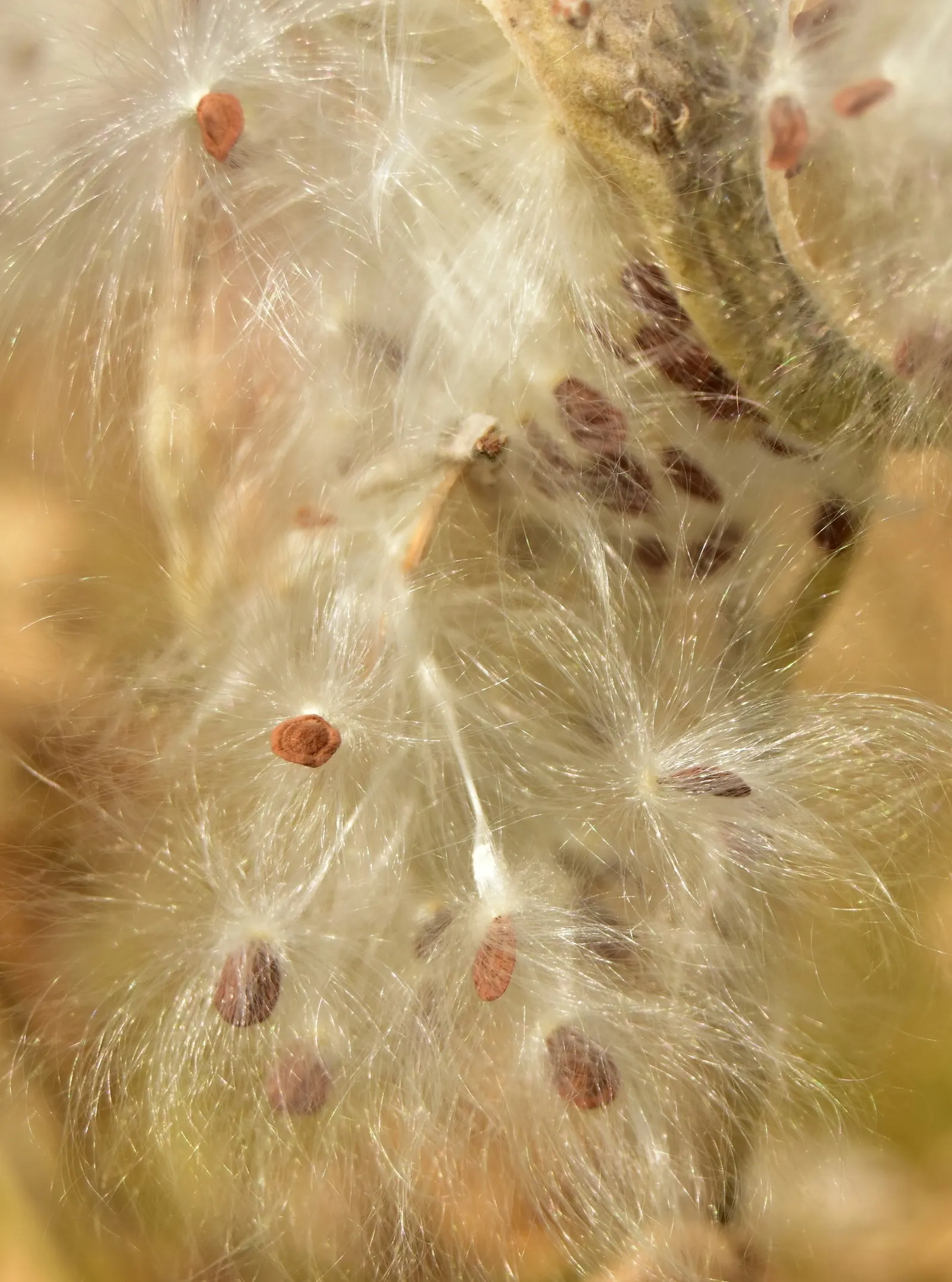 Showy Milkweed (Asclepias Speciosa) — the plant is adorned with alluring spherical flower clusters; enhancing the aesthetic and wildlife value of, image 72