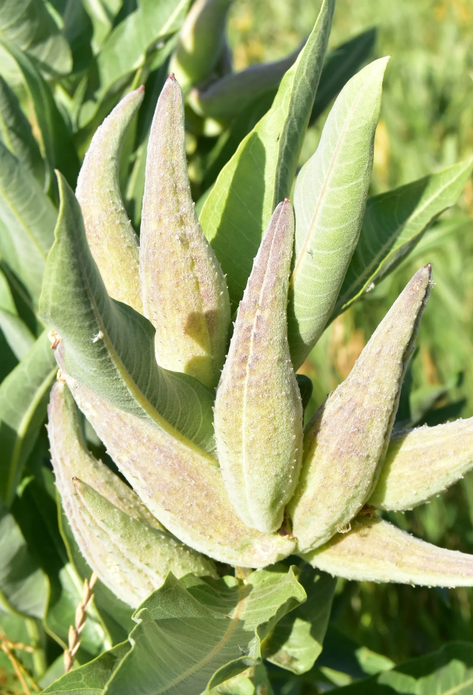 Showy Milkweed (Asclepias Speciosa) — providing essential caterpillar habitat and food source with its lush; large leaves.<br><br>Reaching heights of about 2