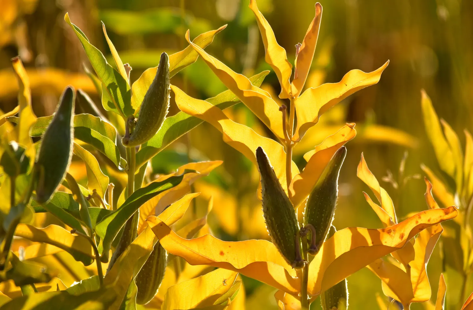 Showy Milkweed (Asclepias Speciosa) — perennial with pink and white blooms; it is drought-tolerant once established
