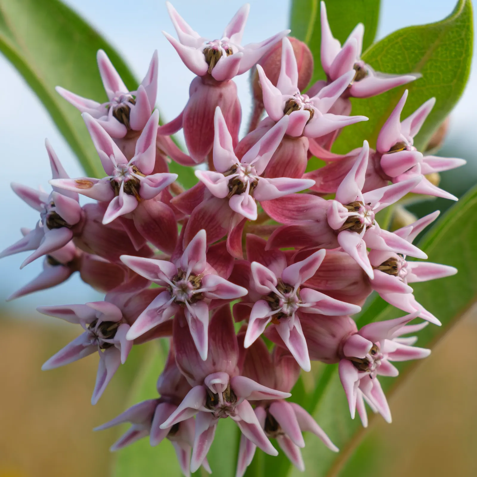 Showy Milkweed (Asclepias Speciosa) — upright growth habit and attractive foliage