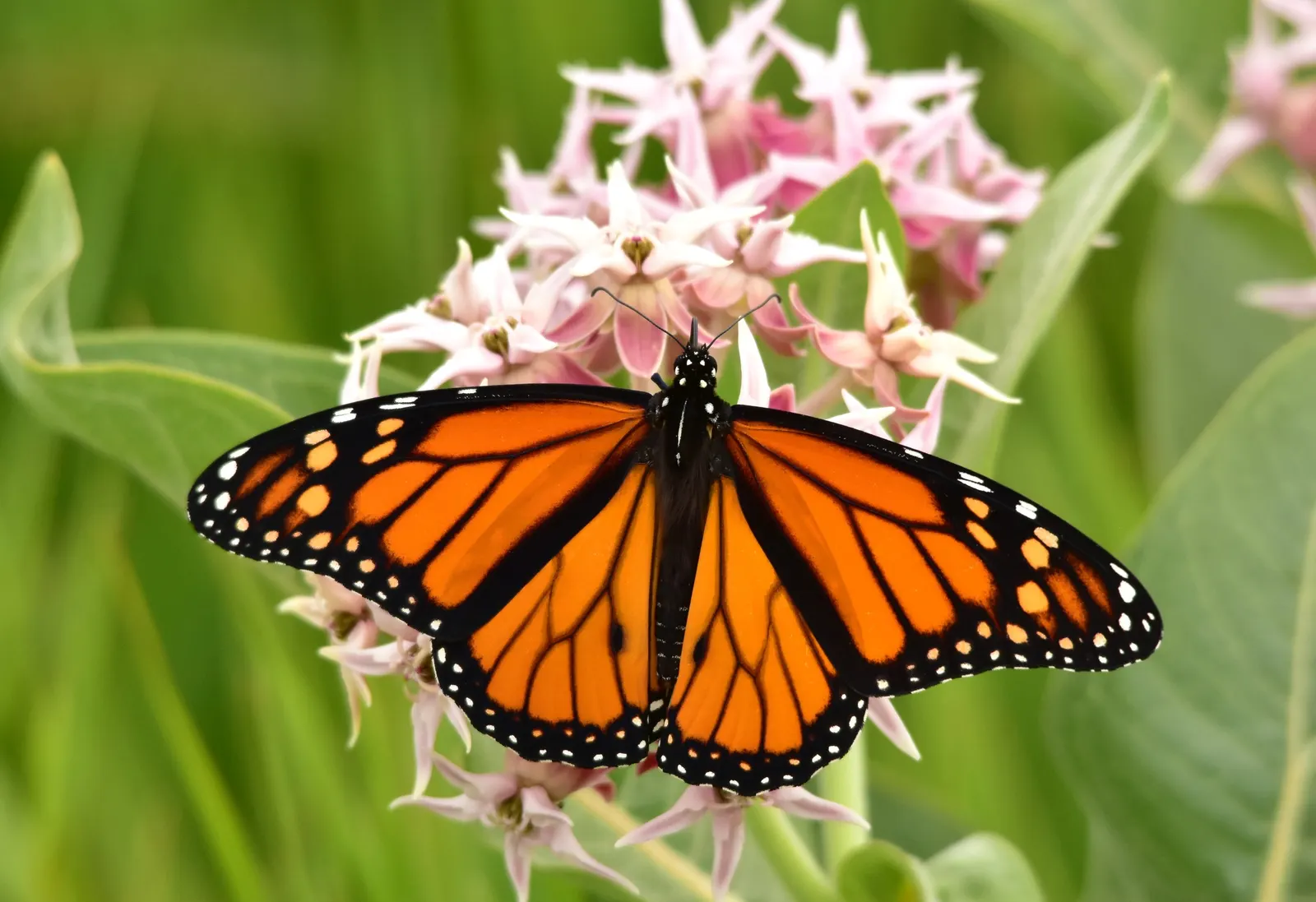 Showy Milkweed (Asclepias Speciosa) — the plant is adorned with alluring spherical flower clusters; enhancing the aesthetic and wildlife value of, image 100