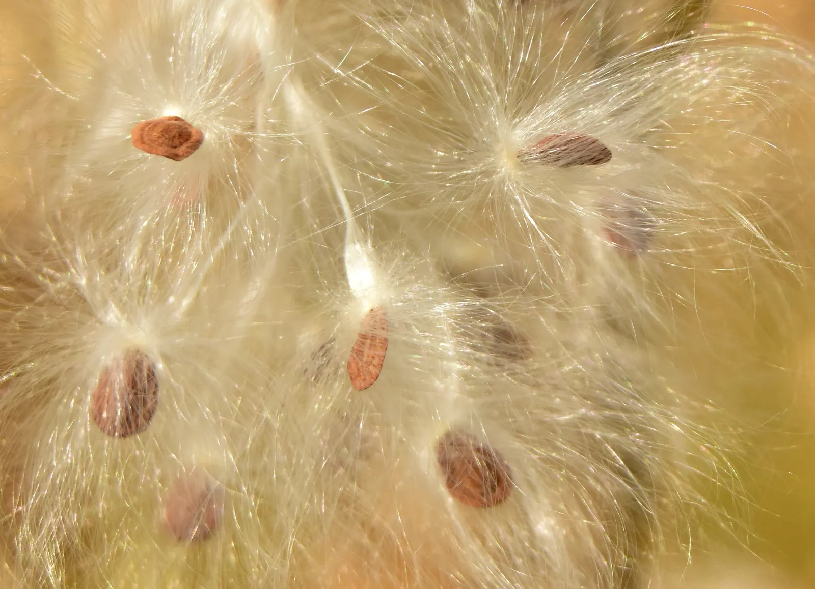 Showy Milkweed (Asclepias Speciosa) — perennial for full