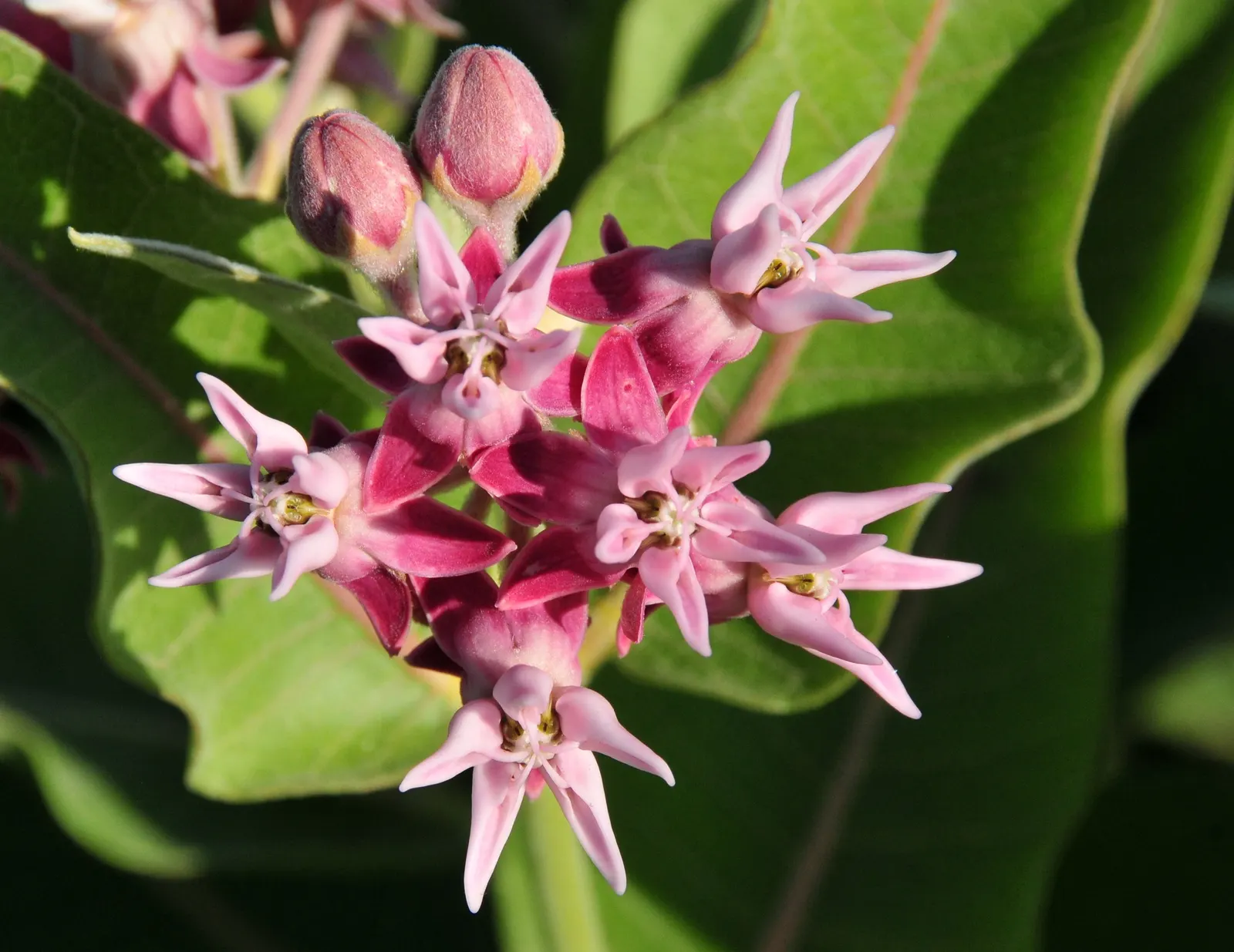 Showy Milkweed (Asclepias Speciosa) — Thriving in full sun, it grows 2-3 ft tall, with a 1-2 ft spread, and flourishes in zones 3-9