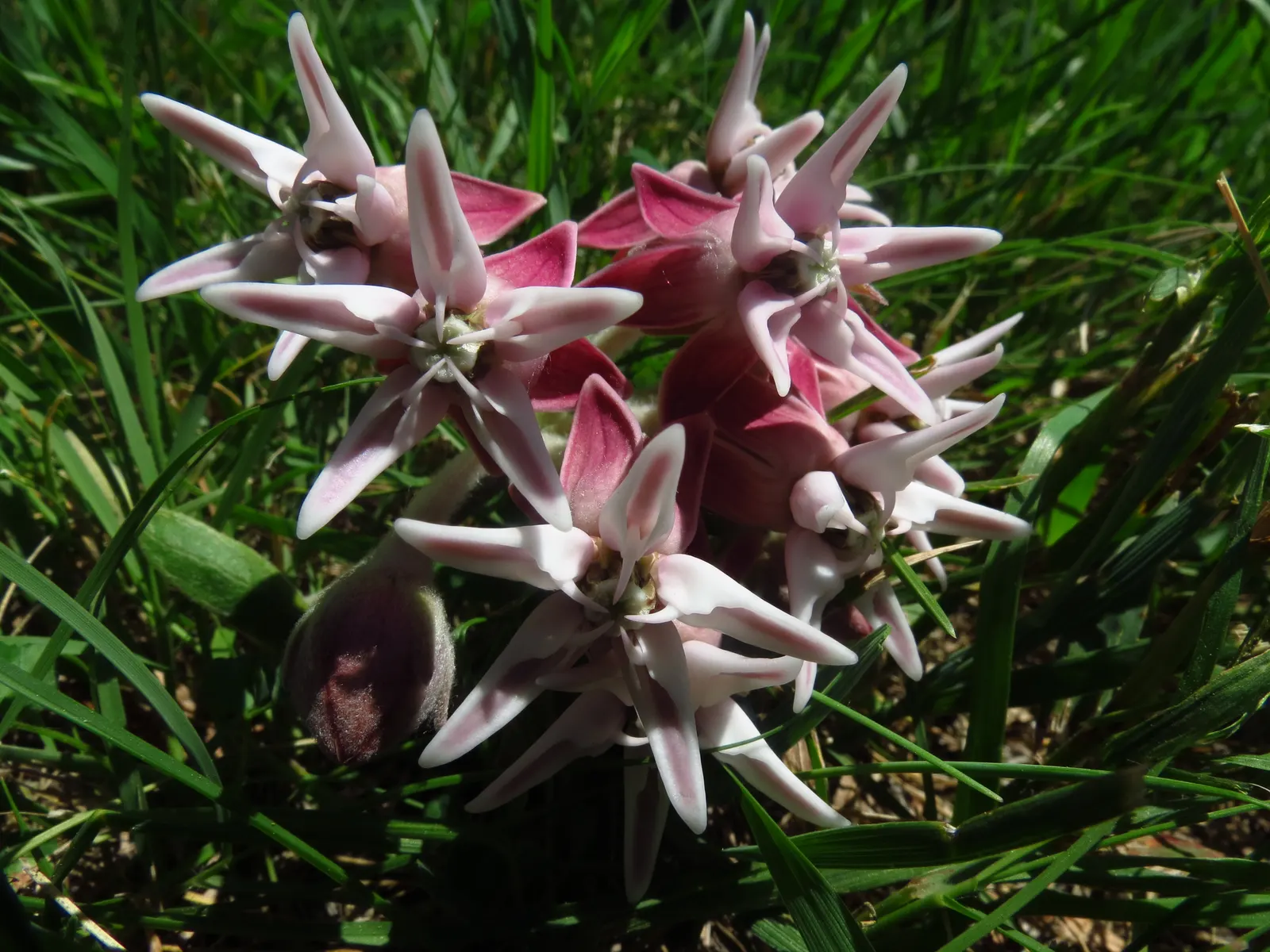 Showy Milkweed (Asclepias Speciosa) — It's drought-tolerant, making it suitable for xeriscaping