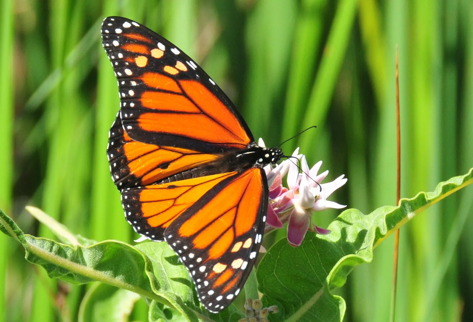 Showy Milkweed (Asclepias Speciosa) — Showy Milkweed (Asclepias speciosa) is a native perennial, celebrated for its robust pinkish-purple blooms, image 85