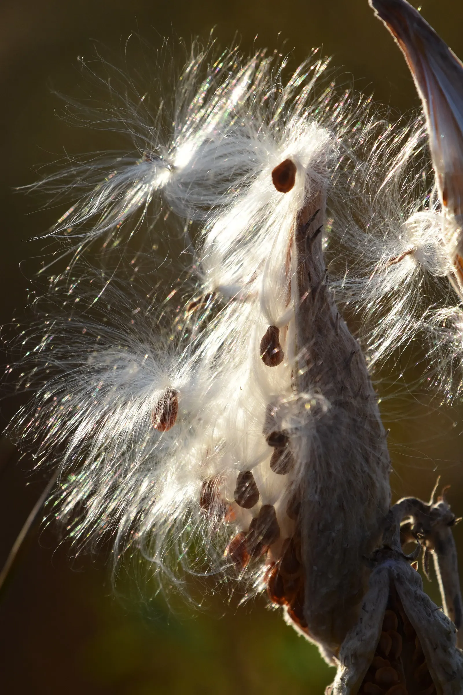 Showy Milkweed (Asclepias Speciosa) — which measure about 3 to 5 inches across; essential for pollinators, especially monarch butterflies, it's an, image 101