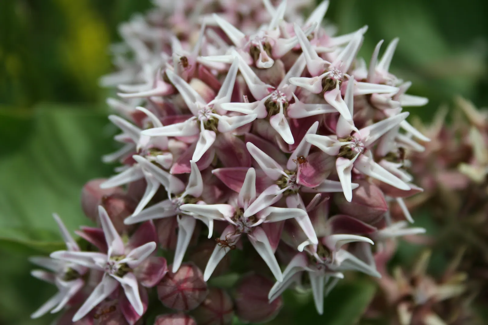 Showy Milkweed (Asclepias Speciosa) — is a perennial wildflower native to the western and central regions of North America; it is drought-tolerant, image 91