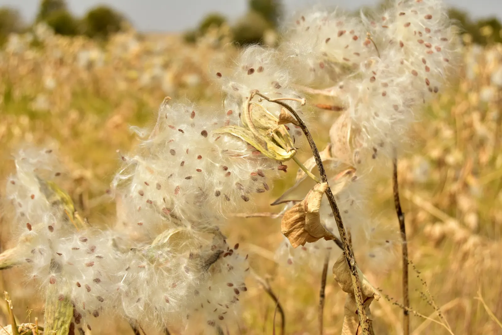 Showy Milkweed (Asclepias Speciosa) — spanning up to 6 inches long