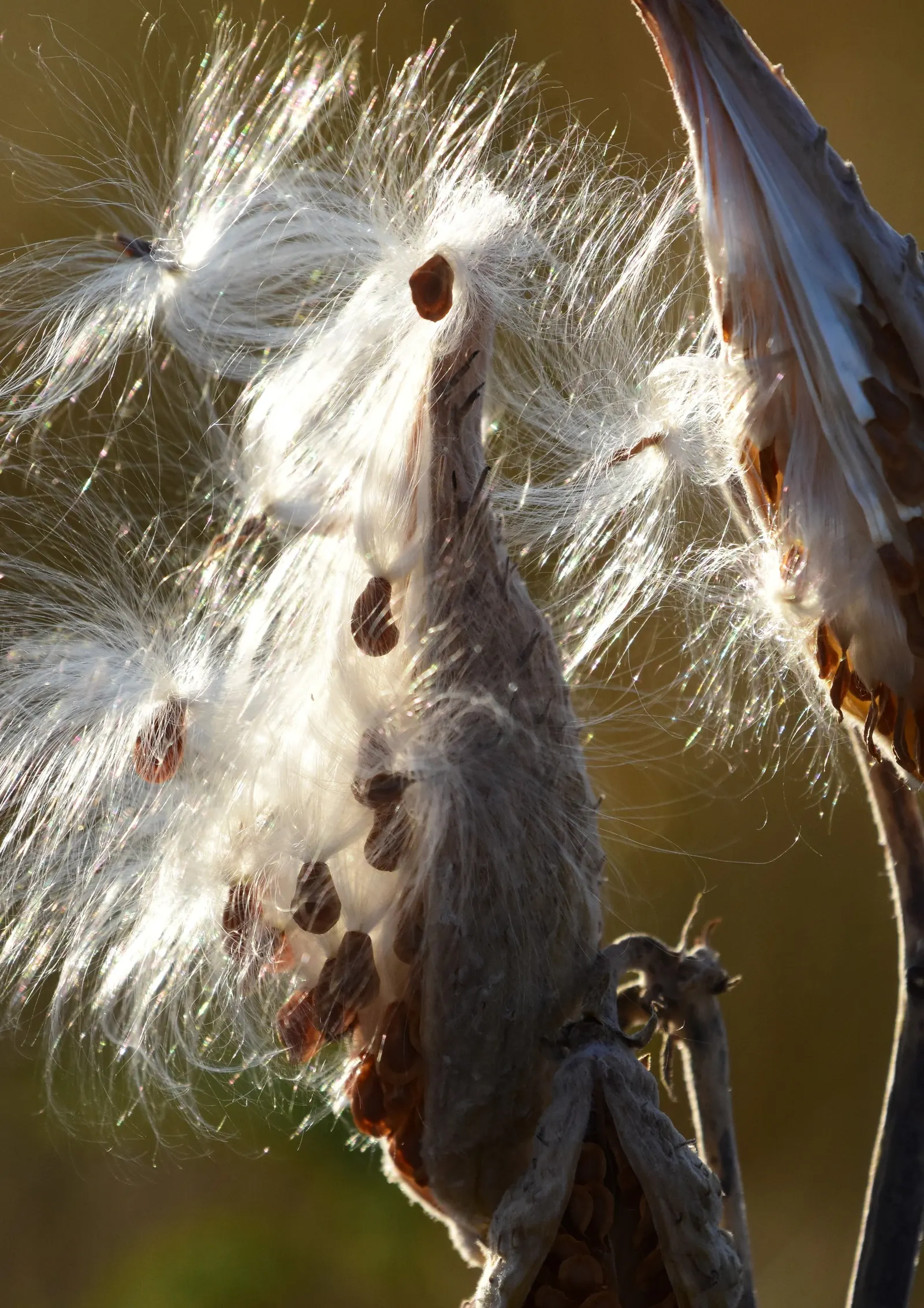 Showy Milkweed (Asclepias Speciosa) — the plant's nectar-rich flowers attract a wide array of beneficial pollinators; enhancing the aesthetic and wildlife