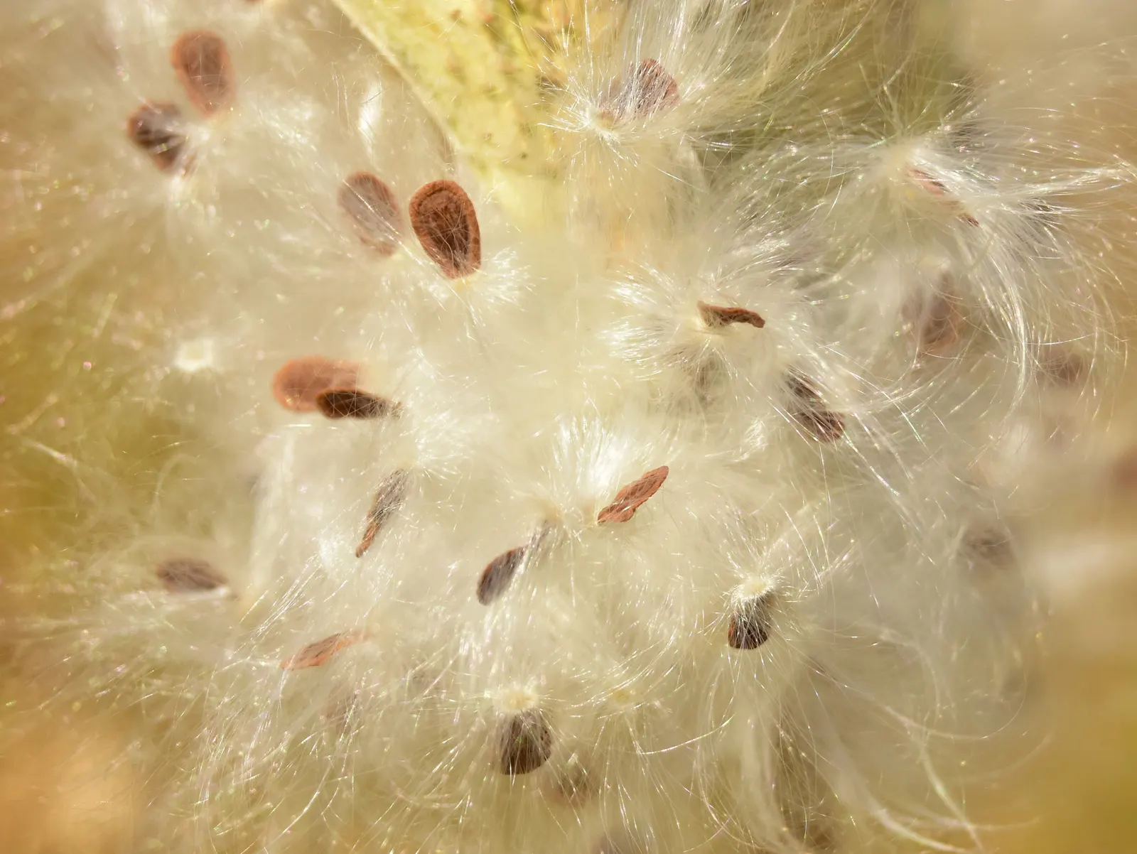 Showy Milkweed (Asclepias Speciosa) — The leaves are broad and oblong; large leaves.<br><br>Reaching heights of about 2 to 4 feet with a similar, image 70