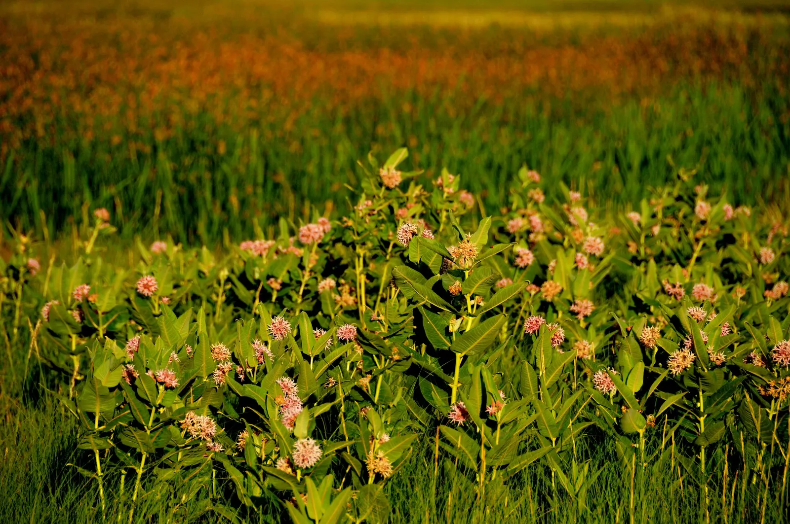 Showy Milkweed (Asclepias Speciosa) — The leaves are broad and oblong; large leaves.<br><br>Reaching heights of about 2 to 4 feet with a similar spread