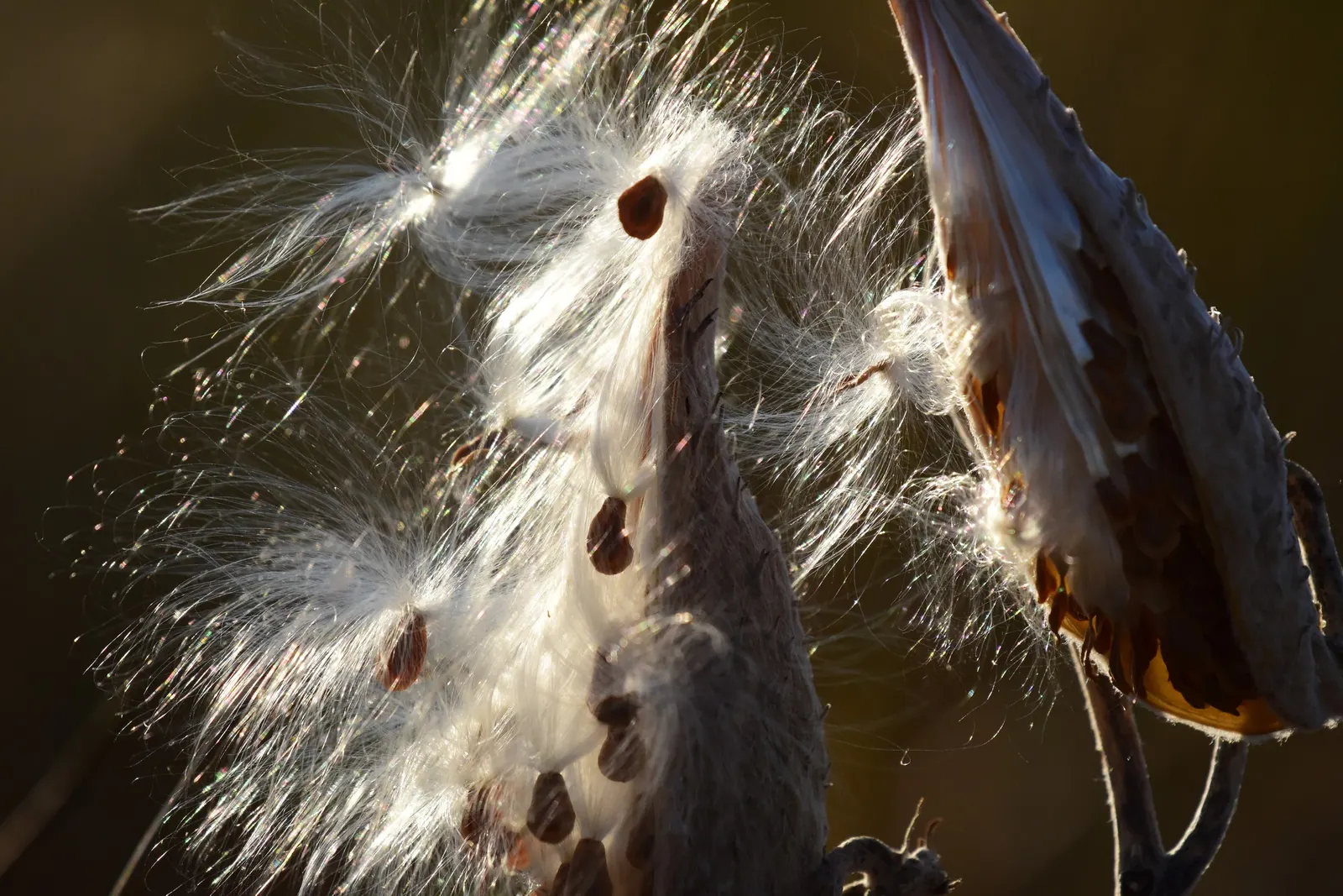 Showy Milkweed (Asclepias Speciosa) — consider massing the Showy Milkweed in sunny borders or wildflower meadows; large leaves.<br><br>Reaching heights of