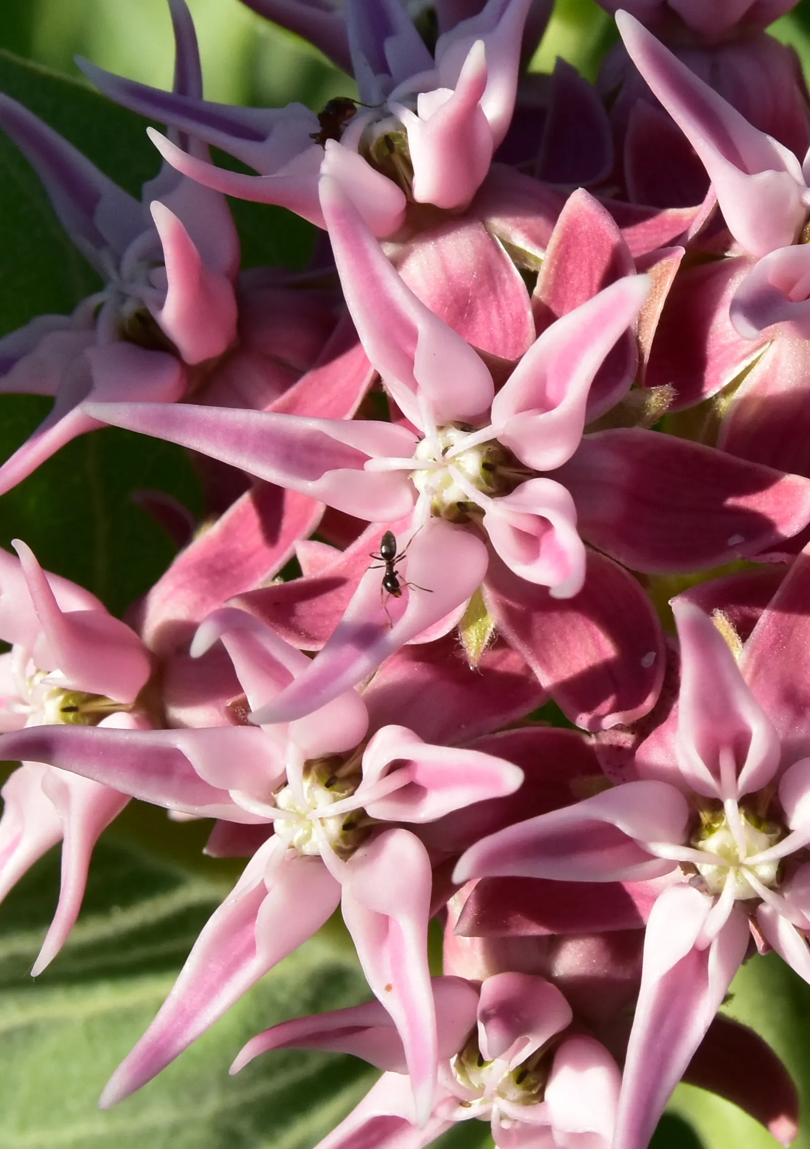 Showy Milkweed (Asclepias Speciosa) — which measure about 3 to 5 inches across; essential for pollinators, especially monarch butterflies, it's an, image 73